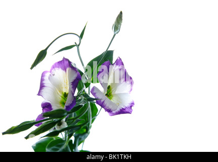 Tulpe Enzian (Eustoma) isoliert auf weißem Hintergrund Stockfoto