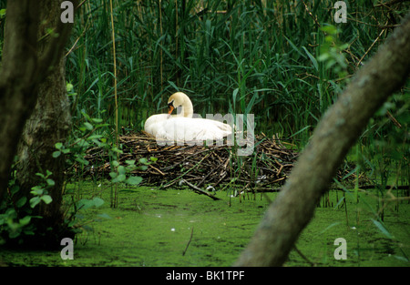 Höckerschwan (Cygnus Olor) auf Nest, Deutschland Stockfoto