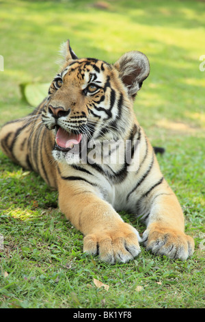 Schießen Sie auf Tiger Kingdom, eine touristische Attraktion in Chiang Mai, Thailand. Gleiche Anziehungskraft wie in Koh Samui und Pattaya Stockfoto