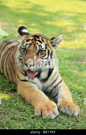 Schießen Sie auf Tiger Kingdom, eine touristische Attraktion in Chiang Mai, Thailand. Gleiche Anziehungskraft wie in Koh Samui und Pattaya Stockfoto