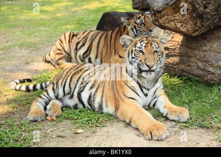 Schießen Sie auf Tiger Kingdom, eine touristische Attraktion in Chiang Mai, Thailand. Gleiche Anziehungskraft wie in Koh Samui und Pattaya Stockfoto