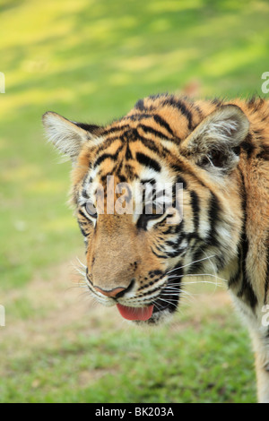 Schießen Sie auf Tiger Kingdom, eine touristische Attraktion in Chiang Mai, Thailand. Gleiche Anziehungskraft wie in Koh Samui und Pattaya Stockfoto