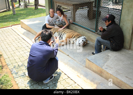 Schießen Sie auf Tiger Kingdom, eine touristische Attraktion in Chiang Mai, Thailand. Dasselbe wie in Koh Samui und pattaya Stockfoto