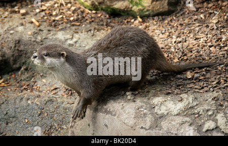 Oriental kleine krallte Otter Aonyx Cinerea, Mustelidae. Auch bekannt als asiatische kurze Krallen Otter Stockfoto
