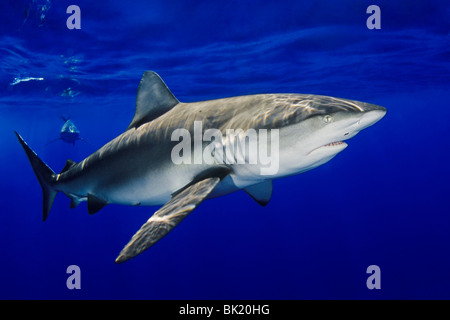 Galapagos Haie, Carcharhinus Galapagensis, Fütterung auf Köder, North Shore, Oahu, Hawaii, USA, Pazifik Stockfoto