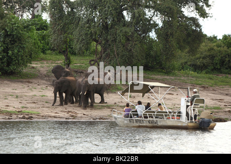 Touristen sehen eine Herde Elefanten von einem Boot auf dem Chobe Fluss im Chobe Nationalpark in Botswana Stockfoto