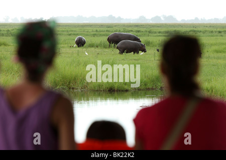 Menschen Uhren Nilpferde Tierwelt von einem Boot auf dem Chobe River in den Chobe National Park im Norden Botswanas Stockfoto