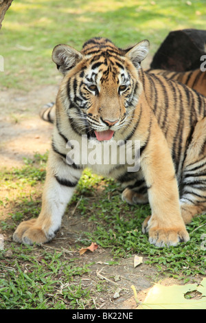 Schießen Sie auf Tiger Kingdom, eine touristische Attraktion in Chiang Mai, Thailand. Gleiche Anziehungskraft wie in Koh Samui und Pattaya Stockfoto