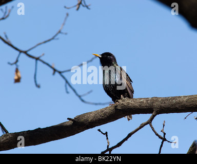 Gemeinsamen Starling (Sturnus Vulgaris) hocken auf einem Ast des Baumes gegen den blauen Himmel. Stockfoto