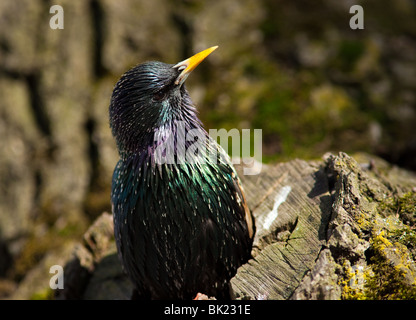 Gemeinsamen Starling (Sturnus Vulgaris) Blick von der hohlen Baumstamm. Stockfoto