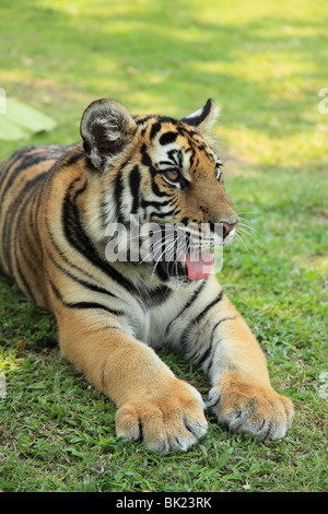 Schießen Sie im Tiger Kingdom, eine touristische Attraktion in Chiang Mai, Thailand. Gleiche Anziehungskraft wie in Koh Samui und Pattaya Stockfoto