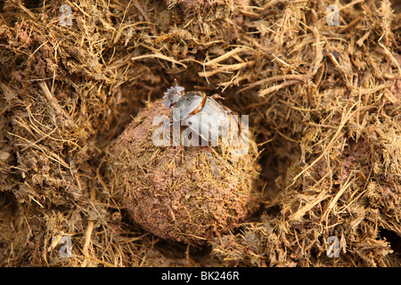 Ein Mistkäfer sitzt auf einem Ball aus Elefantendung, die er im Chobe Nationalpark, Botswana geprägt hatte. Stockfoto