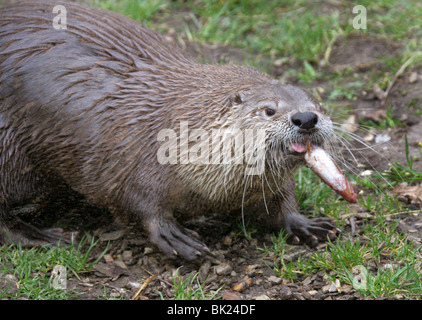 North American River Otter, Lontra Canadensis, Mustelidae, Nordamerika und Kanada Stockfoto