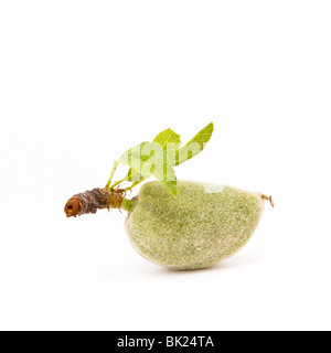 Grüne Mandeln isoliert auch bekannt als Bittermandel vor weißem Hintergrund. Stockfoto