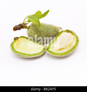 Grüne Mandeln isoliert auch bekannt als bittere Mandeln vor weißem Hintergrund. Stockfoto