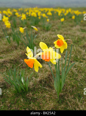 Narzissen. Stockfoto