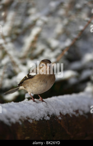 Buchfinken (Fringilla Coelebs) Frauen hocken im Schnee bedeckt Zaun Stockfoto
