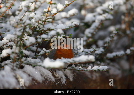 Robin (Erithacus Rubecula) hocken im Schnee bedeckt Hecke Stockfoto