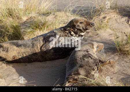 Graue Dichtung (Halichoerus Grypus) Stier und Kuh unter Sanddünen Stockfoto