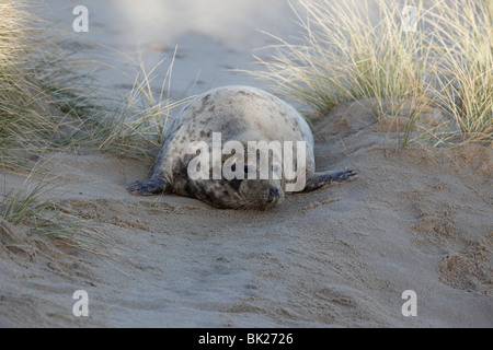 Kegelrobben (Halichoerus Grypus) Kuh unter Sanddünen Stockfoto