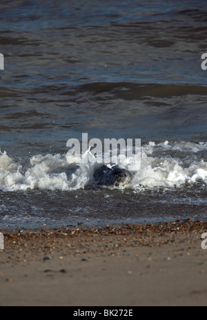 Kegelrobben (Halichoerus Grypus) spielen in der Brandung Stockfoto