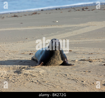 Kegelrobben (Halichoerus Grypus) Bull Strand vor der Tür Stockfoto