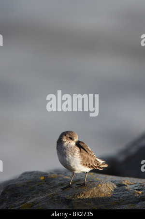 Alpenstrandläufer (Calidris Alpina) hocken auf Felsen Stockfoto