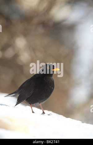 Amsel (Turdus Merula) männlich hocken im Schnee Stockfoto