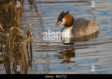 Haubentaucher (Podiceps Cristatus) schwimmen am Rande eines Schilfbeetes Stockfoto