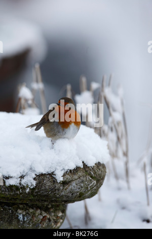 Robin (Erithacus Rubecula) hocken auf Vogelbad Stockfoto