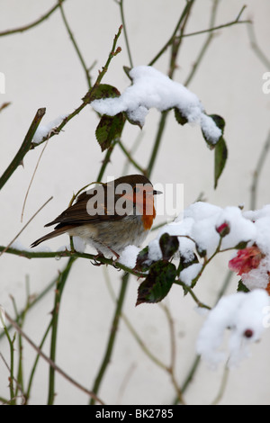 Robin (Erithacus Rubecula) hocken im Schnee bedeckt Rosenbusch Stockfoto
