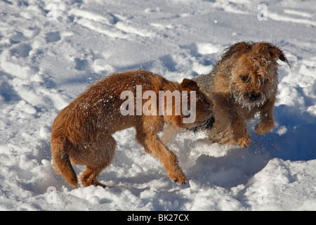 Border Terrier spielen im Schnee Stockfoto
