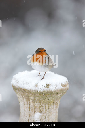 Robin (Erithacus Rubecula) hocken im Schnee bedeckt konkrete Sockel Stockfoto