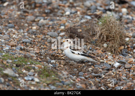 Snow Bunting (Plectrophenax Nivalis) männlich hocken auf Schindel Stockfoto