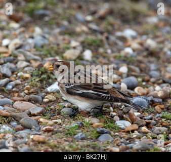 Snow Bunting (Plectrophenax Nivalis) weibliche stehend auf Schindel Stockfoto