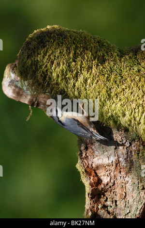 Kleiber (Sitta Europaea) auf der Suche nach Nahrung auf bemoosten stumpf Stockfoto