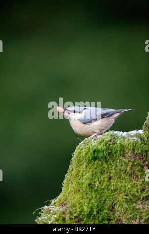 Kleiber (Sitta Europaea) hocken auf bemoosten stumpf mit Erdnuss Stockfoto