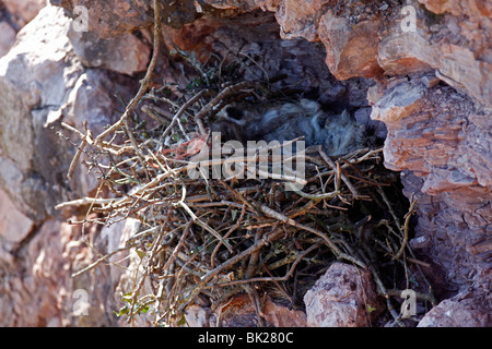 Raven (Corvus Corax) Nest auf Klippe im Kalksteinbruch Stockfoto