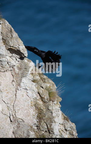 Raven (Corvus Corax) Landung auf Kalksteinfelsen Stockfoto