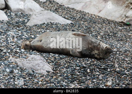 Kegelrobben (Halichoerus Grypus) ruht auf felsigen Strand Stockfoto