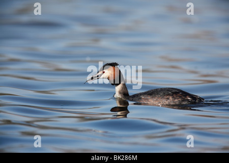 Great crested Grebe (Podiceps Chritatus) mit Stichling Stockfoto