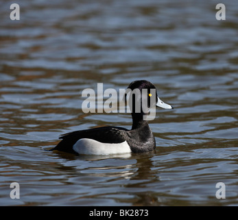 Reiherenten (Aythya Fuligula) Drake schwimmen Seitenansicht Stockfoto