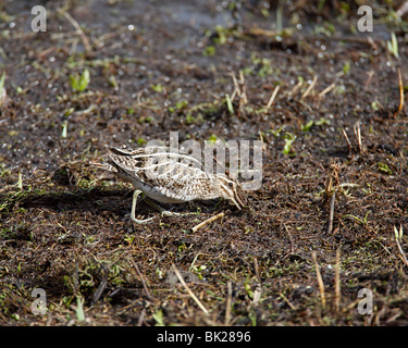 Snipe (Gallinago Gallinago) sondieren sumpfigen Boden für Lebensmittel Stockfoto