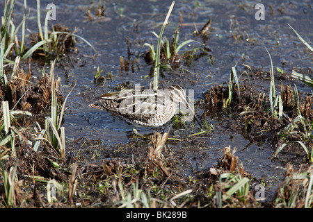 Snipe (Gallinago Gallinago) zu Fuß durch sumpfigen Boden Stockfoto