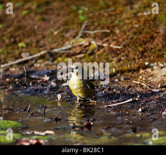 Fichtenkreuzschnabel (Loxia Curvirostra) weibliche über zu trinken aus Teich Stockfoto