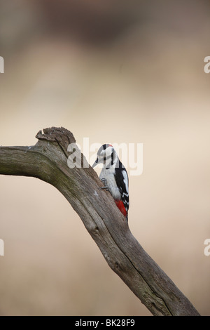Großen beschmutzt Specht (Dendrocopus großen) männlichen auf der Suche nach Nahrung in toter Baum Stockfoto