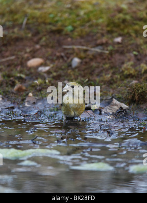 Fichtenkreuzschnabel (Loxia Curvirostra) weibliche über zu trinken am Teich Stockfoto