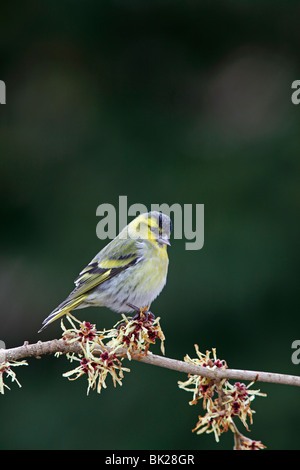 Erlenzeisig (Zuchtjahr Spinus) männlich hocken auf Hamamelis Zweig Stockfoto