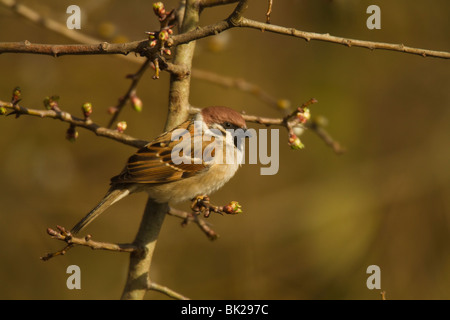 Eurasische Baum-Spatz (Passer Montanus) Stockfoto