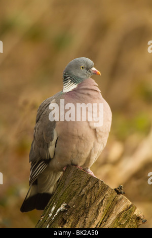 Woodpigeon (Columba Palumbus) thront auf Baumstumpf Stockfoto